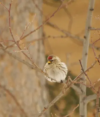 Common Redpoll (6764022017)