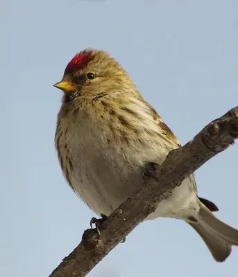 Common Red Poll posing (6777633713)