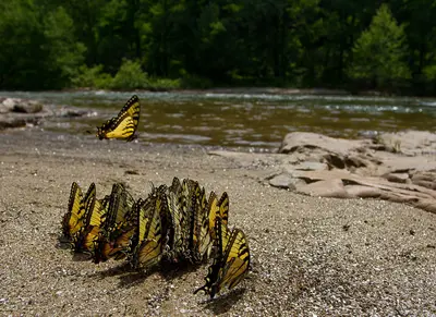 Eastern Tiger Swallowtails, Nolichucky River, Tennessee