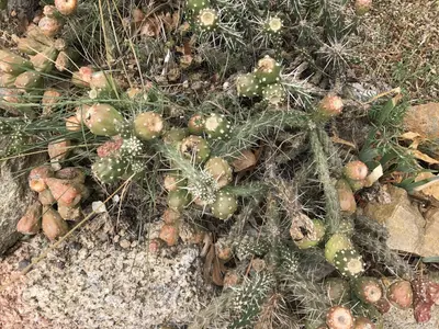 Cylindropuntia whipplei enodis 1