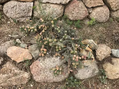 Cylindropuntia whipplei enodis 2