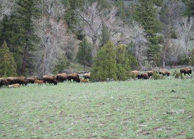 Yellowstone bison with young calves uncropped