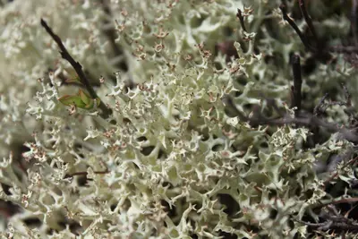 Cladonia uncialis 52286866