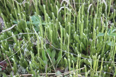 Lycopodium lagopus inat2