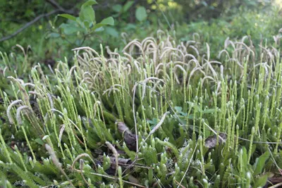 Lycopodium lagopus inat1
