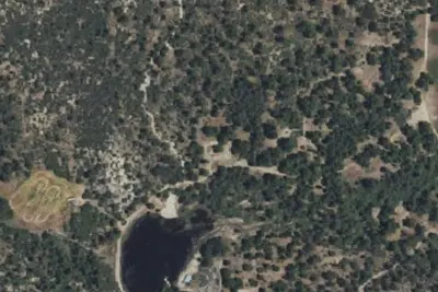 Borrego Verde