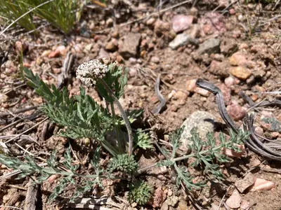 Lomatium orientale - Cecelia Alexander 01