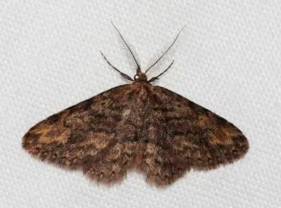 Mycterophora rubricans