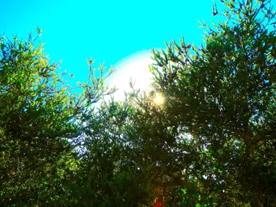 Thru The Bushes - panoramio