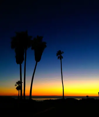 Palm Trees and Sun Set - panoramio
