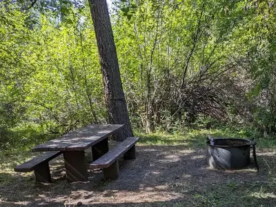 Tall shrubs behind a picnic table and fire ring