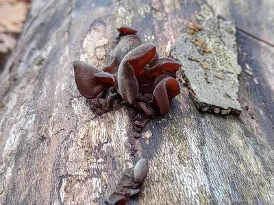 Auricularia auricula-judae 104123904