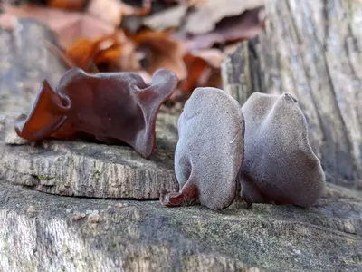 Auricularia auricula-judae 104123892