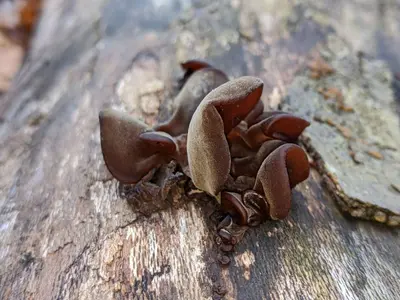 Auricularia auricula-judae 104123882