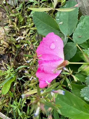 Wild rose, Helena-Lewis and Clark National Forest (52960495011)