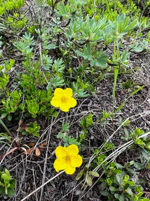 Buttercup, Helena-Lewis and Clark National Forest (52959900042)