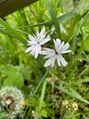 Saxifrage, Helena-Lewis and Clark National Forest (52960494941)
