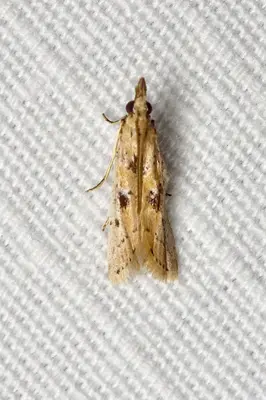 Ancylosis balconiensis