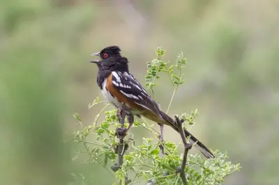 Spotted Towhee (male) - Paradise - Cave Creek Loop - AZ - 2015-08-14at09-59-1011 (21449762838)