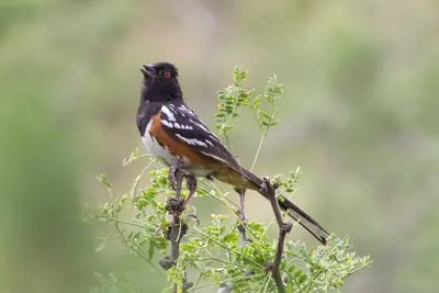 Spotted Towhee (male) - Paradise - Cave Creek Loop - AZ - 2015-08-14at09-59-097 (21625883042)