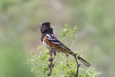 Spotted Towhee (male) - Paradise - Cave Creek Loop - AZ - 2015-08-14at09-58-546 (21450375969)