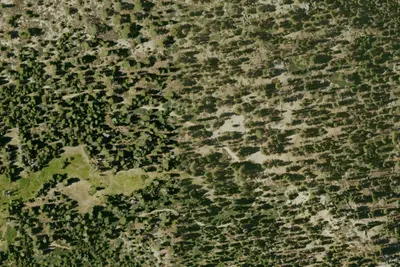 Summit Meadow/Lookout Peak