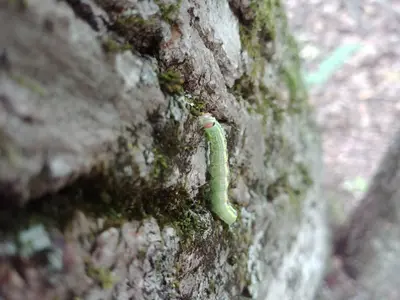 Linden Prominent caterpillar on tree 03