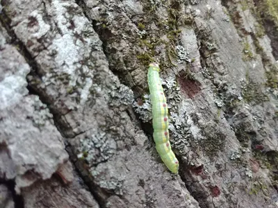 Linden Prominent caterpillar on tree 01