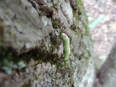 Linden Prominent caterpillar on tree 04