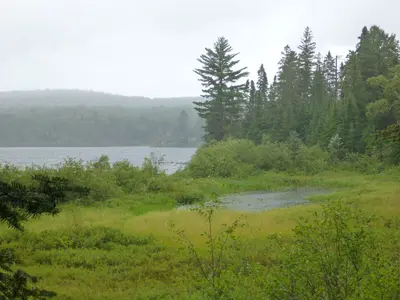 Beautiful bog - panoramio