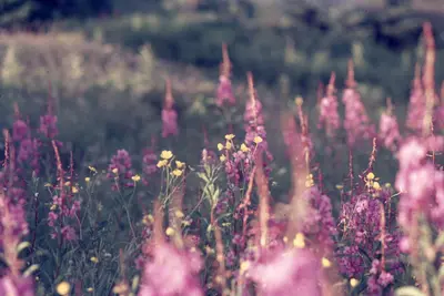 011 045 Epilobium