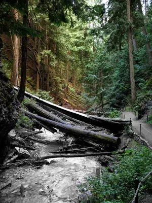 Reinecker Campground