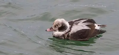 Long-tailed Duck, Holland State Park (38859677514)