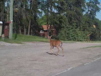 Oh Deer - panoramio