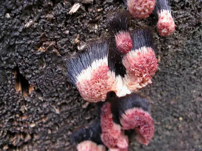 Mycetozoa Sporocarps Stemonitidae 2