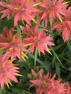 Castilleja miniata - Bee on Red Paintbrush, Spider Meadow