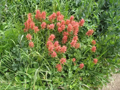 Flickr - brewbooks - Indian Paintbrush, Spider Meadow