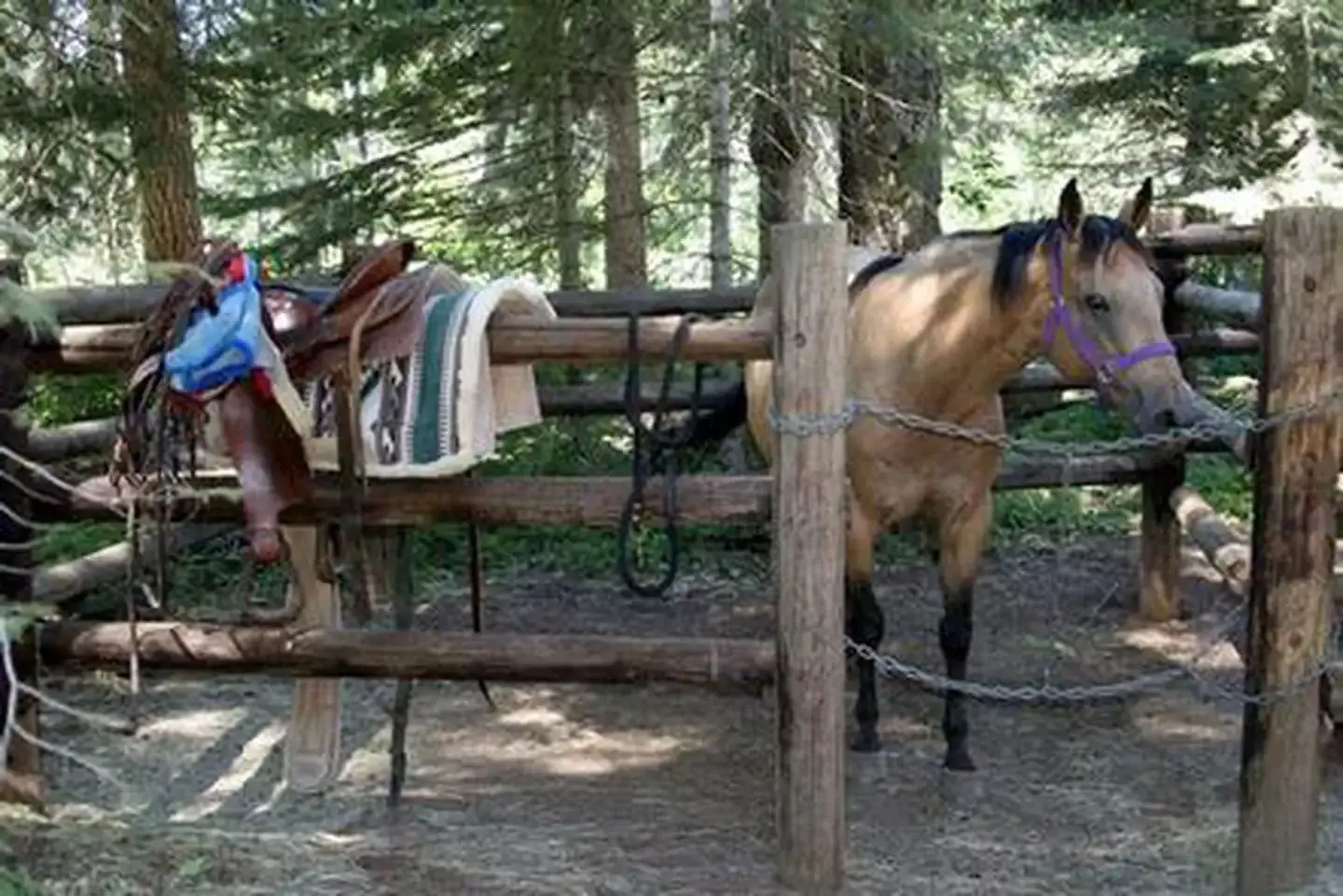 Saddle on corral railing in front of buckskin horse with purple halter looking  toward camera.
