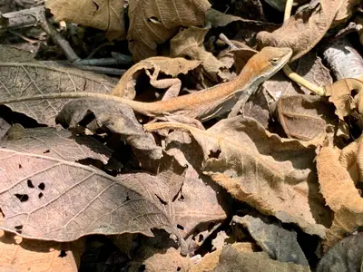 Anolis anisolepis