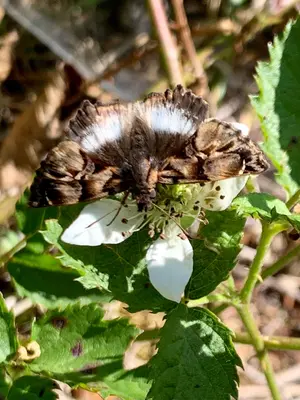 Noctuana lactifera bipuncta 195445403