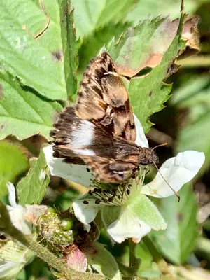 Noctuana lactifera bipuncta 195445420