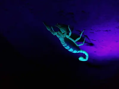 Gravid northern scorpion
