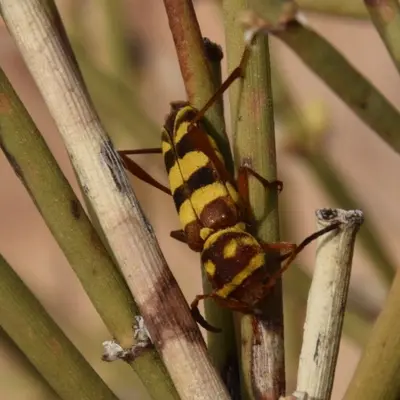 Neoclytus provoanus