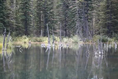 Beaver ponds Kananaskis country Alberta Canada (20974649989)