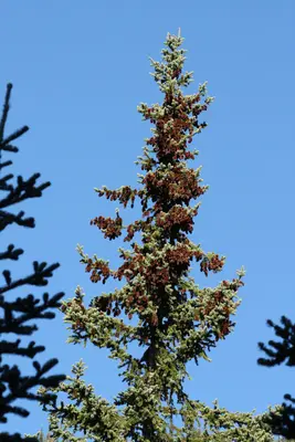 Picea engelmannii 6014