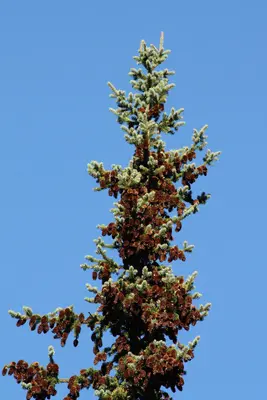 Picea engelmannii 6013