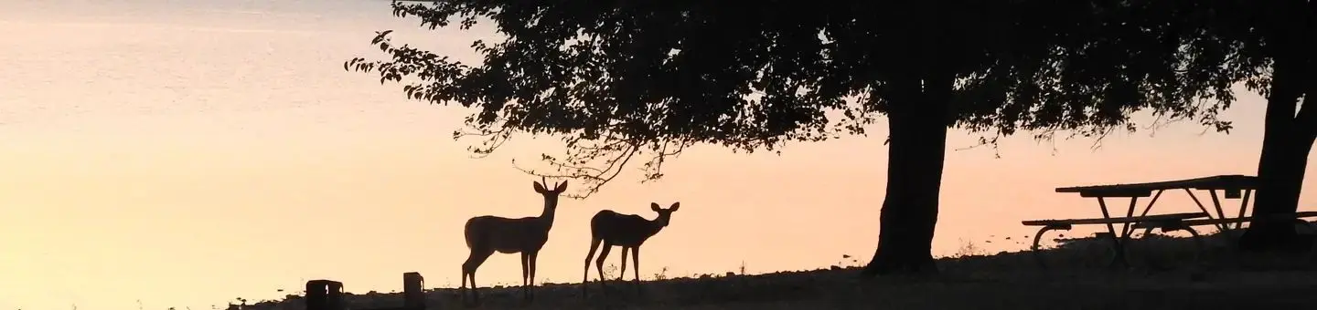 Deer along Arrow Rock Campground Shoreline