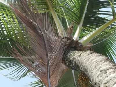 Cocos nucifera 463145682