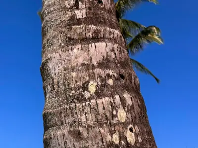 Cocos nucifera 463145863