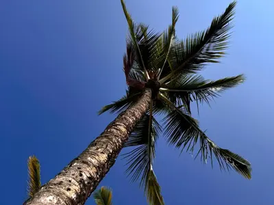 Cocos nucifera 463145829